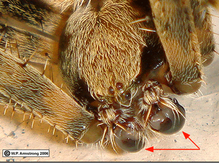 pedipalps